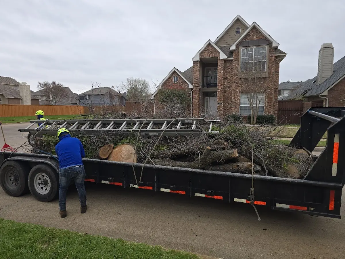 Expert Tree Removal with proper safety equipment in Wann